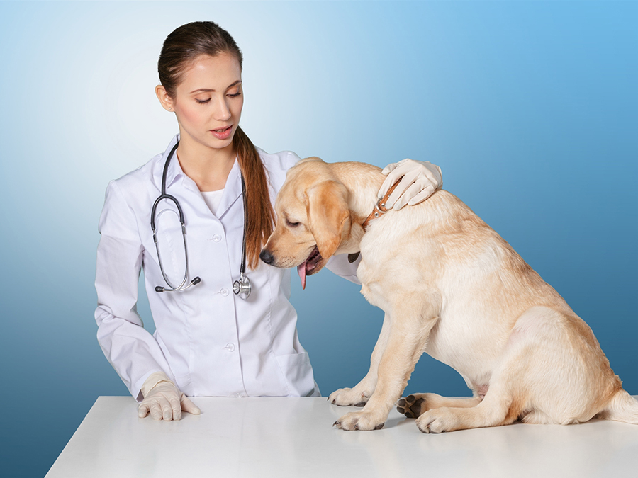 有關寵物診所醫(yī)院裝修布局設計的全面講解